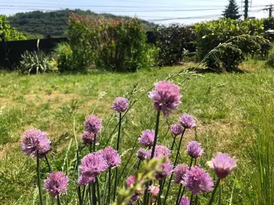 Jardin de l'établissement Le jardin suspendu