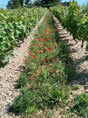 Jardin de l'établissement Chez mimi