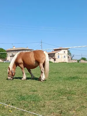 Animaux dans l'appartement ou à proximité