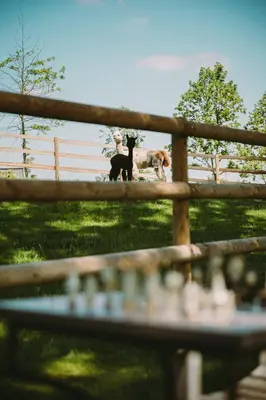 Animal ou animaux domestique(s) séjournant avec des clients dans l'établissement Le Bois d’Alice