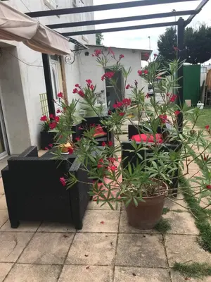 Jardin de l'établissement Studio évasion campagnarde avec jardin et parking, proche de Eurexpo et GroupamaStadium