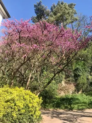 Jardin de l'établissement Maison d'hôtes Côté Saône