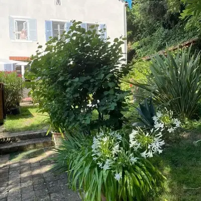 Les Agapanthes