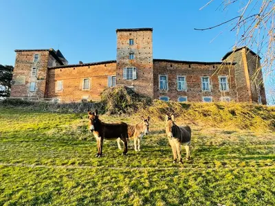 Animaux dans le B&B/chambre d'hôtes ou à proximité