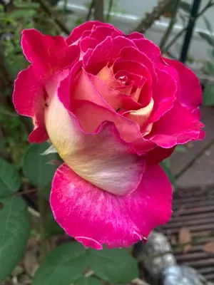 Jardin de l'établissement Maison des roses