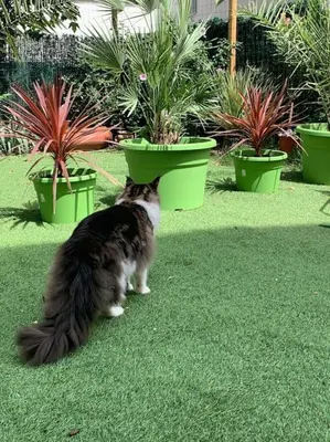 Animal ou animaux domestique(s) séjournant avec des clients dans l'établissement HOMEYPIC T3 en rez de jardin proche de Lyon