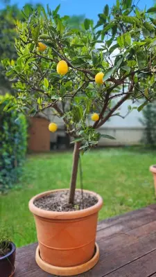 Jardin de l'établissement Oasis Citadine