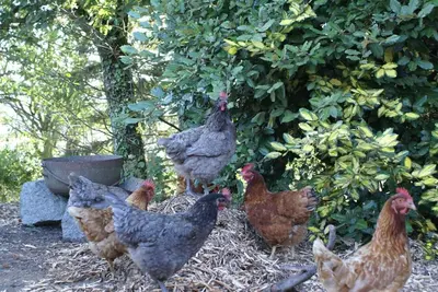 Animaux dans la maison de vacances ou à proximité