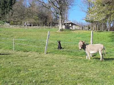 Animaux dans la maison de vacances ou à proximité