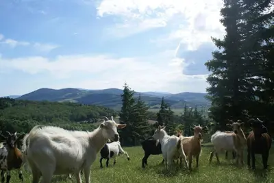 Animaux dans la maison de vacances ou à proximité