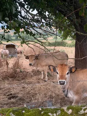 Animaux dans l'appartement ou à proximité