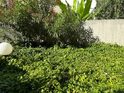 Jardin de l'établissement Breeze in the city