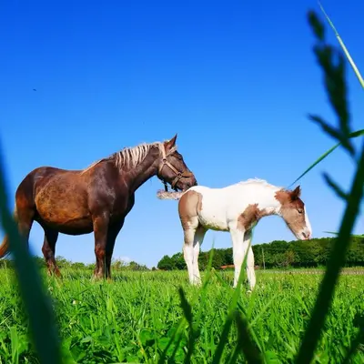 Animaux dans la maison de vacances ou à proximité