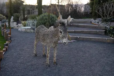 Animaux dans la tente de luxe ou à proximité