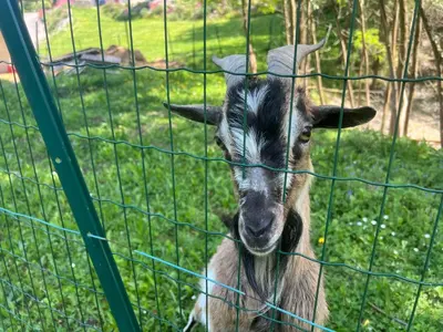 Animaux dans le lodge ou à proximité