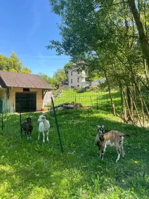 Animaux dans le lodge ou à proximité