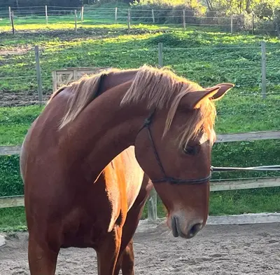 Animaux dans la ferme ou à proximité