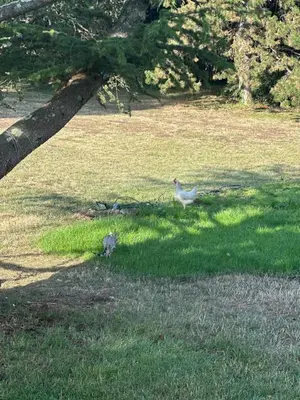Jardin de l'établissement La coutoisière