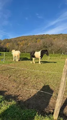 Animaux dans le B&B/chambre d'hôtes ou à proximité