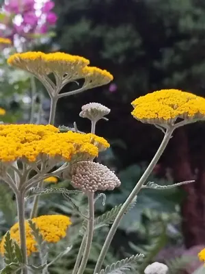 Jardin de l'établissement Chez MariLou