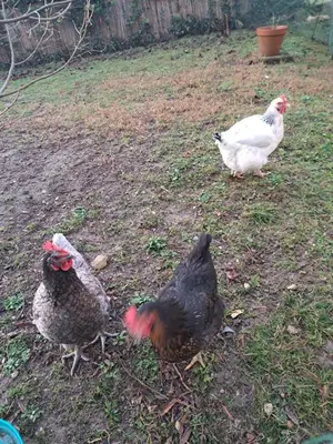 Animaux dans le B&B/chambre d'hôtes ou à proximité