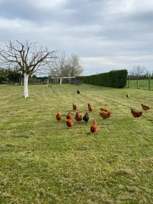 Animaux dans la maison de vacances ou à proximité