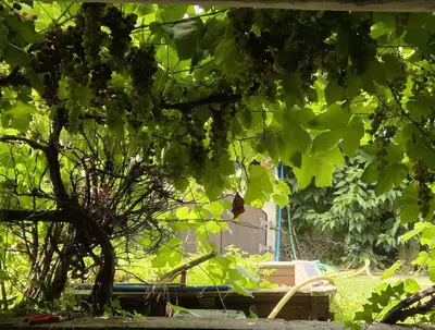 Jardin de l'établissement Studio2 cosy indépendant calme proche Lyon