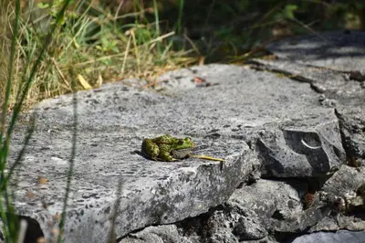 Plan de l'établissement Les Galapons