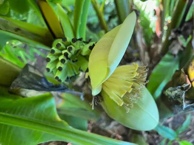 Jardin de l'établissement La Parenthèse
