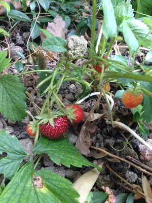 Jardin de l'établissement La petite Maison dans la Croix Rousse