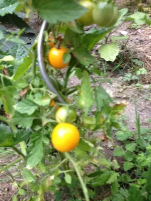 Jardin de l'établissement La petite Maison dans la Croix Rousse