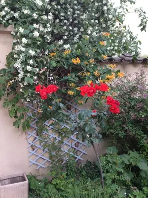 Jardin de l'établissement La petite Maison dans la Croix Rousse