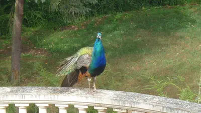 Animaux dans le B&B/chambre d'hôtes ou à proximité