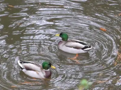 Animaux dans le B&B/chambre d'hôtes ou à proximité