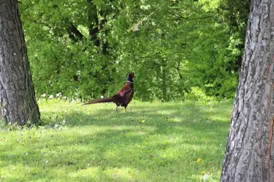 Animaux dans le B&B/chambre d'hôtes ou à proximité