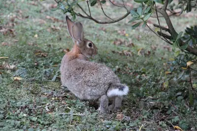 Animaux dans le B&B/chambre d'hôtes ou à proximité
