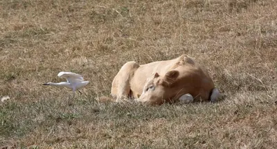 Animaux dans le B&B/chambre d'hôtes ou à proximité