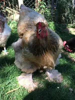 Animaux dans le B&B/chambre d'hôtes ou à proximité