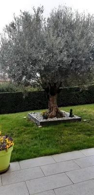 Jardin de l'établissement Ma maison fleurie proche AEROPORT LYON ST EXUPERY, LDLC ARENA, Groupama Stadium,Eurexpo