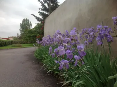Jardin de l'établissement Hôtel Vulcain