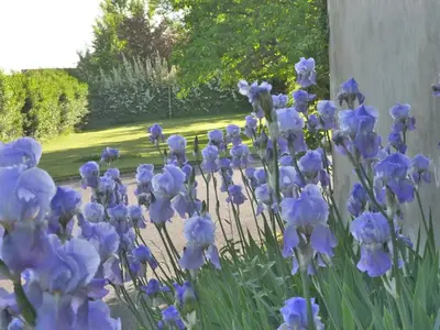 Jardin de l'établissement Hôtel Vulcain