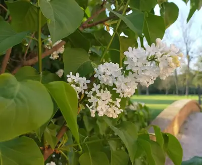Jardin de l'établissement Château de la Venerie
