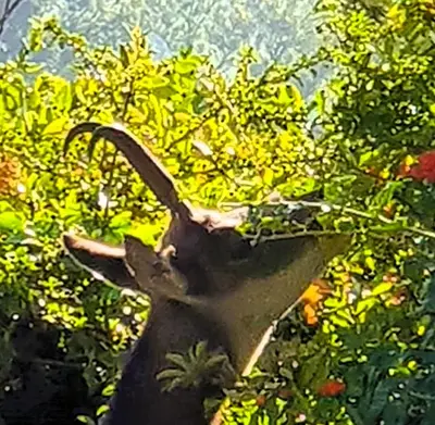 Animaux dans le B&B/chambre d'hôtes ou à proximité