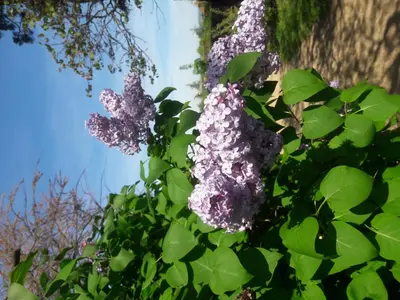 Jardin de l'établissement Chambres d'Hôtes 