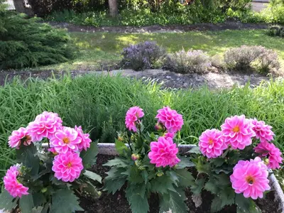 Jardin de l'établissement GITE PASQUIER