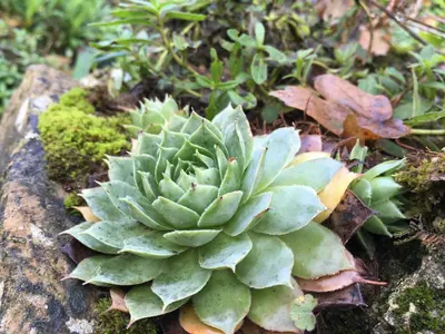 Jardin de l'établissement GITE PASQUIER