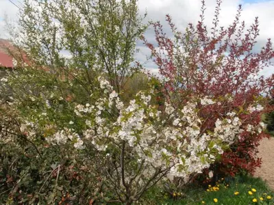 Jardin de l'établissement Gîte paisible 5 pers, animaux admis, Provence - FR-1-496-102