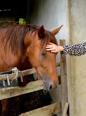 Animaux dans le B&B/chambre d'hôtes ou à proximité