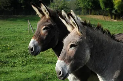 Animaux dans l'hôtel ou à proximité