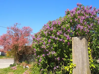 Jardin de l'établissement Le Gîte du haut